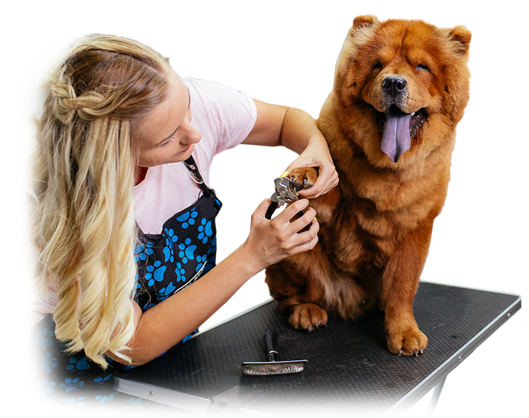 Professional Spa & Grooming For Pets in Centennial, CO Garden of the Paws