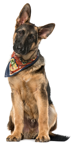 Image of a German shepherd with a bandana around its neck