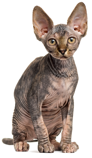 a big ear Persian cat